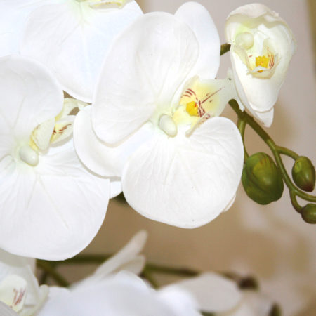 orchids